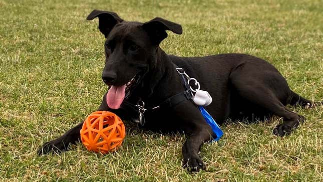A dog quietly suffering from gastrointestinal issues