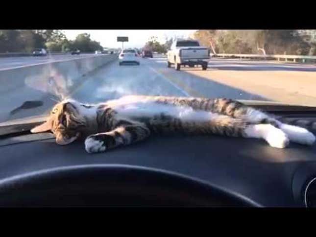 This Dreamy Dashboard Cat Knows All About 4/20