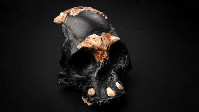 Reconstructed child skull of H. naledi. Dark portions are inferred portions of the skull. 