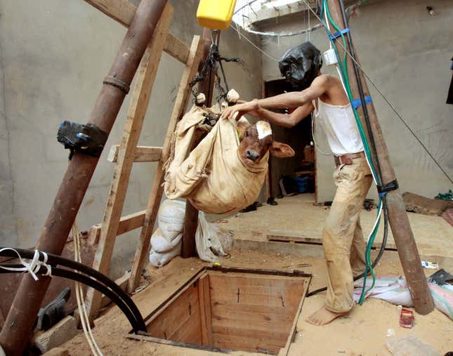 A Palestinian smuggler hauls a calf out from a tunnel that goes beneath the Egyptian-Gaza border October 24, 2008. Hundreds of Gaza merchants throng around the border area of Rafah every day to pick up merchandise coming to Gaza from Egypt via subterranean passages that have created a flourishing trade zone.