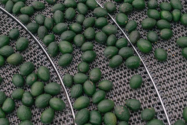 Fresh avocados on a conveyor belt. 