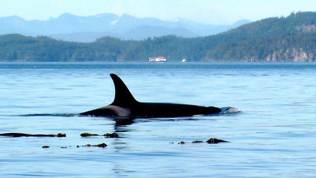 An orca whale spotted in Canada’s Johnstone Strait, British Columbia. 