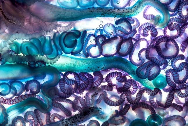 Zooids: Faces of Tiny Warriors