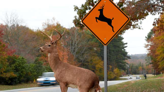 A white tailed buck about to cross the highway.