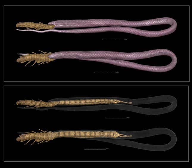 Researchers were fortunate enough to obtain and scan this specimen of a rim rock crowned snake (Tantilla oolitica), which choked to death while trying to eat a giant centipede.