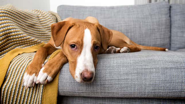 Image for article titled Dog Worried He Always One Initiating Petting