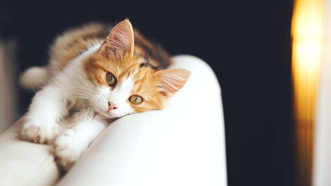 Image for article titled Growing Up With Cats Linked to Higher Schizophrenia Risk