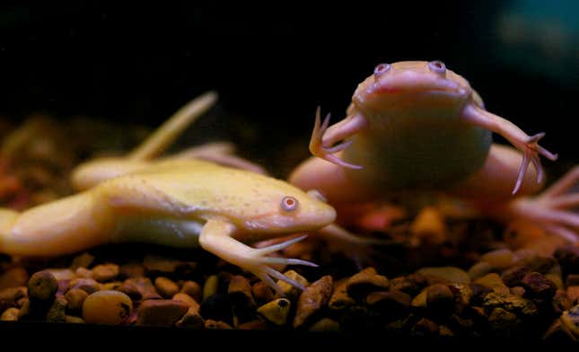 African clawed frogs