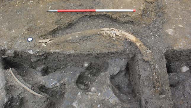 A mammoth tusk found at the site. 