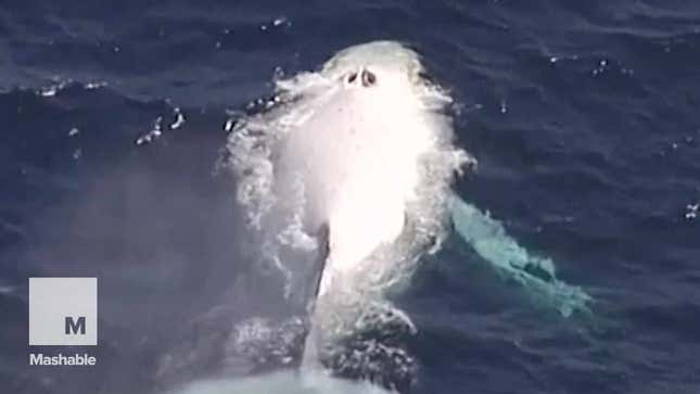 Hey Guys, Wow, It's Literally Moby Dick
