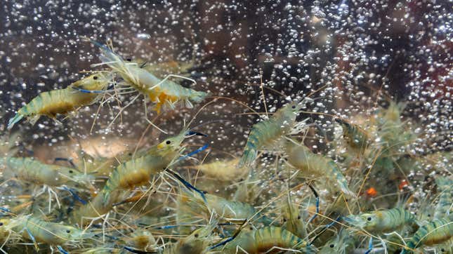 Image for article titled Scientists genetically engineer a female-only prawn population to create a better world