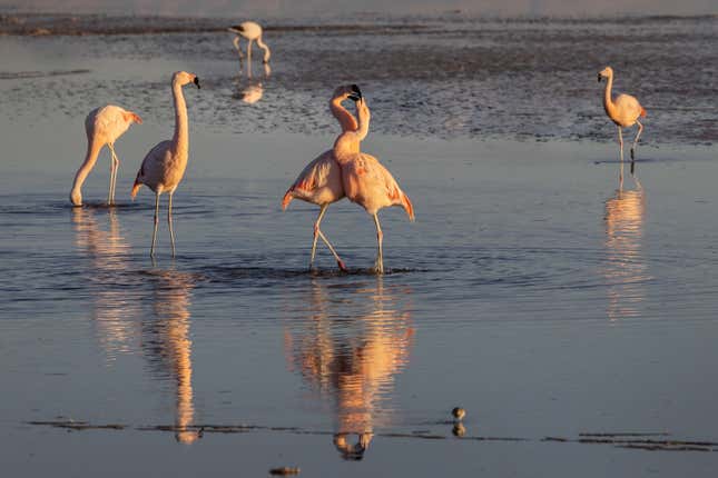 Flamingos scuffle.