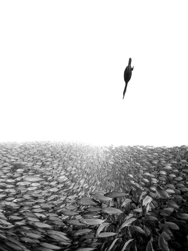 A double-crested cormorant diving towards a school of fish, in black and white.