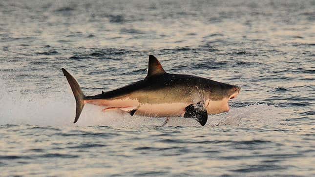 Image for article titled Trump Loathes Sharks, Which Have No Use for His Petrified-Beef-Jerky Ass