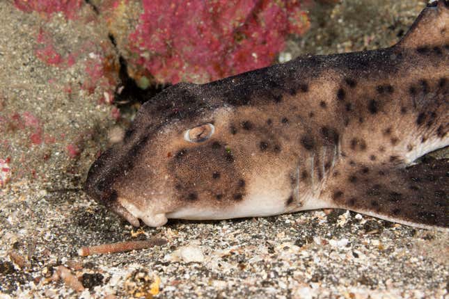 A bullhead shark.