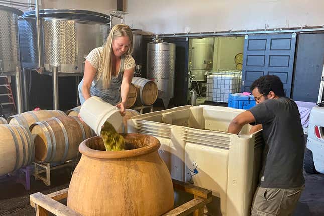 Megan Glaab, winemaker at Ryme Cellars in Forestville, Calif., pours white grapes into an amphora, a ceramic container dating back to ancient Greece, to ferment wine naturally on Sept. 8, 2023. More wineries and wine bars dedicated exclusively to natural wine are opening in the U.S., with a focus on a back-to-basics approach, avoiding additives, pesticides and other manipulative techniques. (AP Photo/Haven Daley)