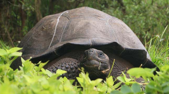 A new species of tortoise on Santa Cruz Island, part of Ecuador's Galapagos Islands. 