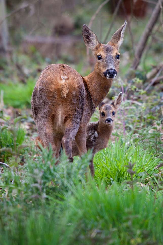 A doe and her fawn in the forest.
