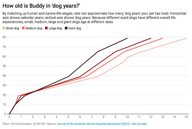 How old is my dog in dog years? A vet explains how your pet ages