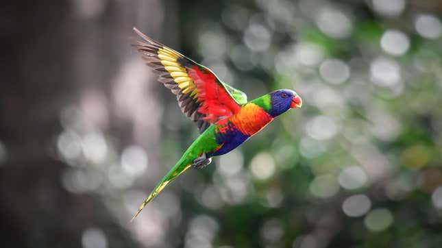 A rainbow lorikeet in mid-flight.