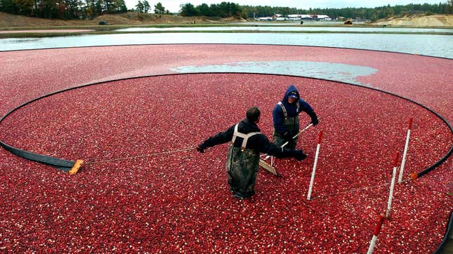 Image for article titled Massachusetts’ Cranberry Harvest Is in Peril Due to Northeast Drought