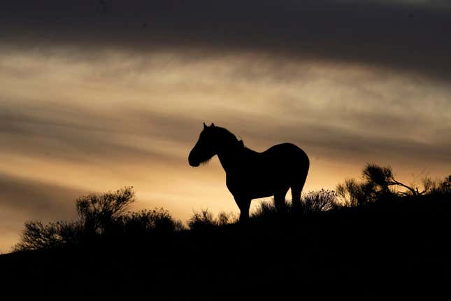 FILE - A wild horse stands on a hillside on the Fort McDermitt Paiute-Shoshone Indian Reservation, April 24, 2023, near McDermitt, Nev. Wild horse advocates in Nevada scored a rare legal victory when a federal judge in Reno, Nev., ruled Thursday, March 28, 2024, that U.S. land managers failed to adopt a legal herd management plan or conduct the necessary environmental review before 31 mustangs died during the roundup of more than 2,000 animals in Nevada the previous summer. (AP Photo/Rick Bowmer, File)