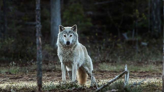 Genetic analysis shows that wolves (pictured) now living along the border of Norway and Sweden are not native to the region having descended from Finnish wolves.