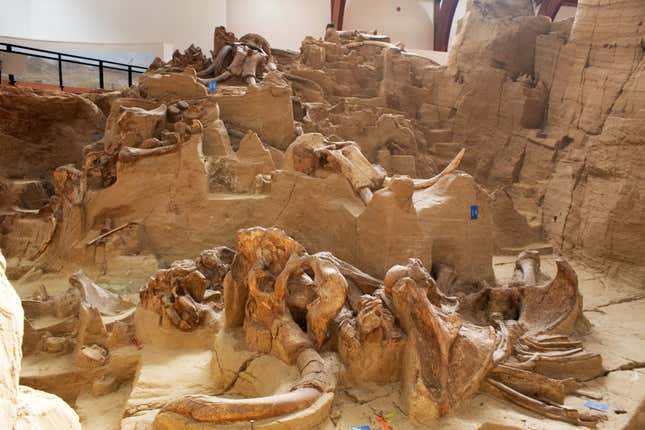Mammoth fossils at The Mammoth Site.