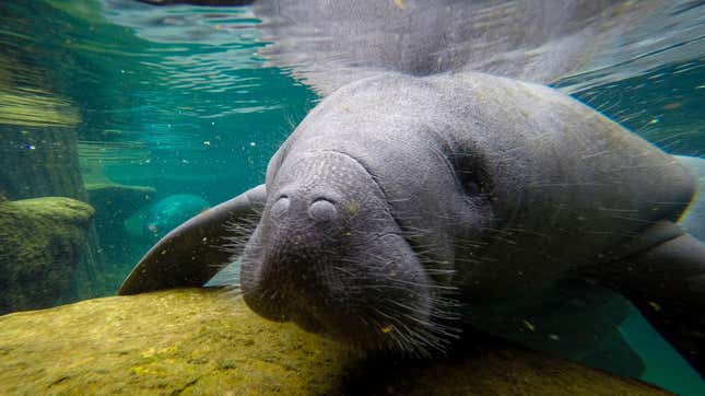 Image for article titled After Polluting Their Water for Years, Florida Says It Will Start Feeding Starving Manatees