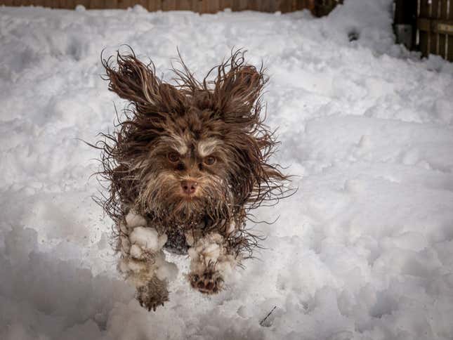 A dog bounding through snow.