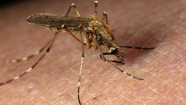 Image for article titled Mosquitoes Don&#39;t Even Need To Bite Us, Study Shows