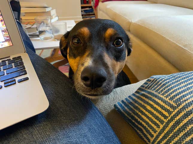 Image for article titled Just Some Nice Pictures of Our Pets to Look at For No Particular Reason