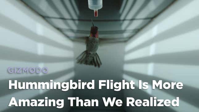 El vuelo del colibrí es todavía más impresionante cuando entiendes cómo se guía