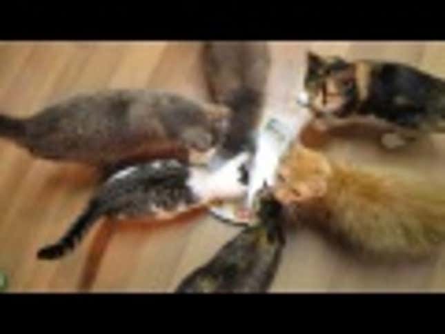 Man With A Death Wish Tricks Cats Into Eating 'Invisible Tuna'