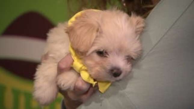 There Will be a Sloth at the Puppy Bowl, Also Puppies