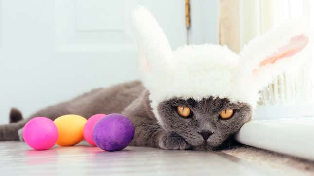 Last Call: Is your pet Cadbury bunny material?
