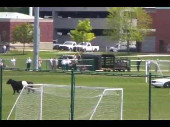 These Cattle Can Move