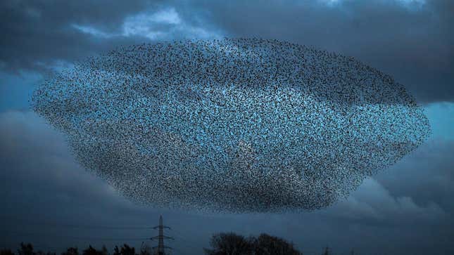 The murmuration captured in these photos took place in Scotland, but you can find the birds in the U.S. as well.