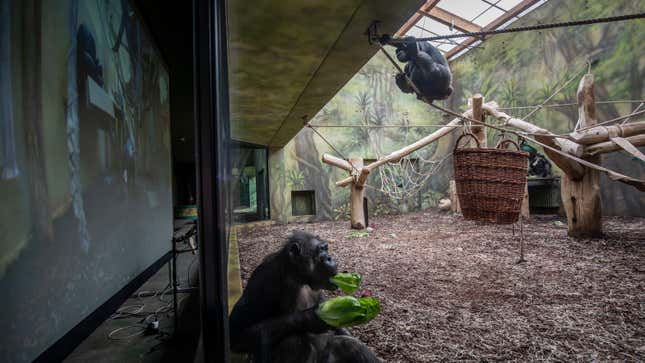 Image for article titled These Chimps Are All of Us