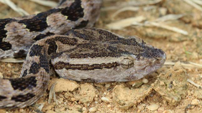 The Taiwan habu has venom glands that are rooted in a distant genetic past.