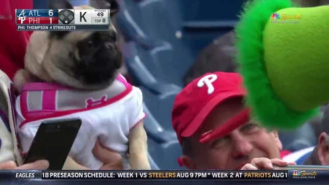 Pug Terrorized By Phillie Phanatic While Trying To Enjoy Ballgame