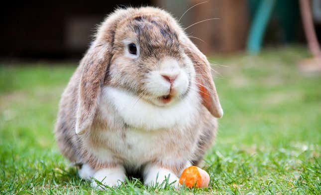 Miniature lop rabbit. 