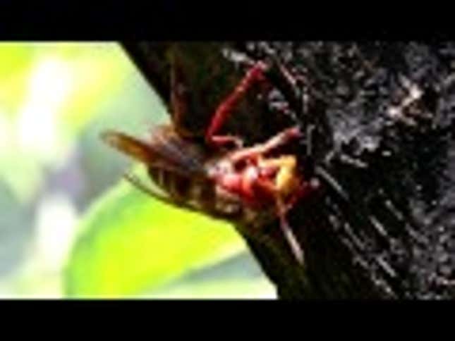 Keep Wasps Away With a Brown Paper Bag