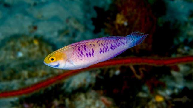 New rainbow-colored fish lives in the ocean's 'twilight zone