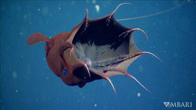 A rare image of a vampire squid.