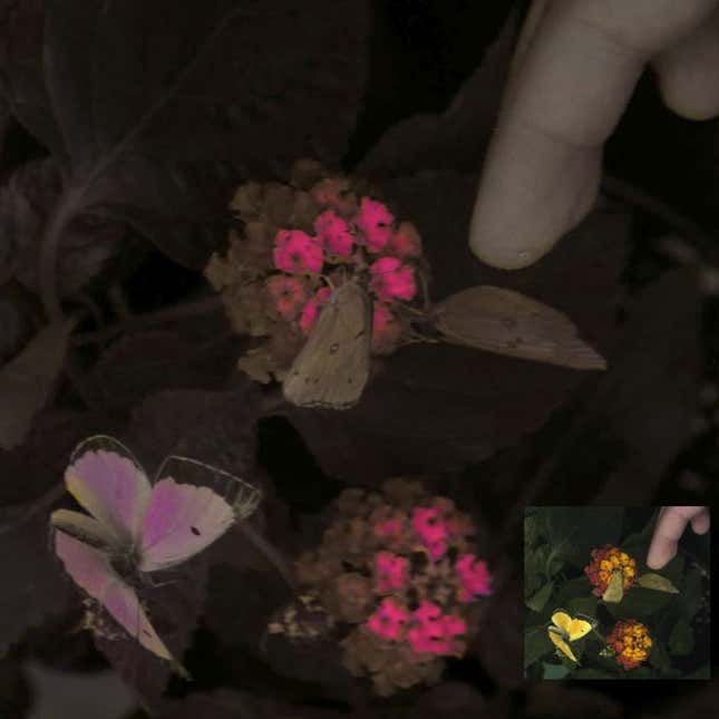 The team’s novel camera system was used to depict a UV-sensitive bird’s color vision of three orange sulphur butterflies (Colias eurytheme) in their natural environment. The inner box shows what a typical person would see.