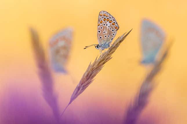 Blue butterflies cling to the heads of wheat plants in Devon.