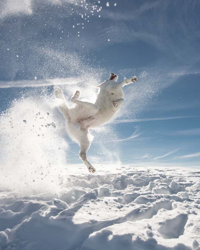A dog leaping for a snowball in Toggenburg, Switzerland.