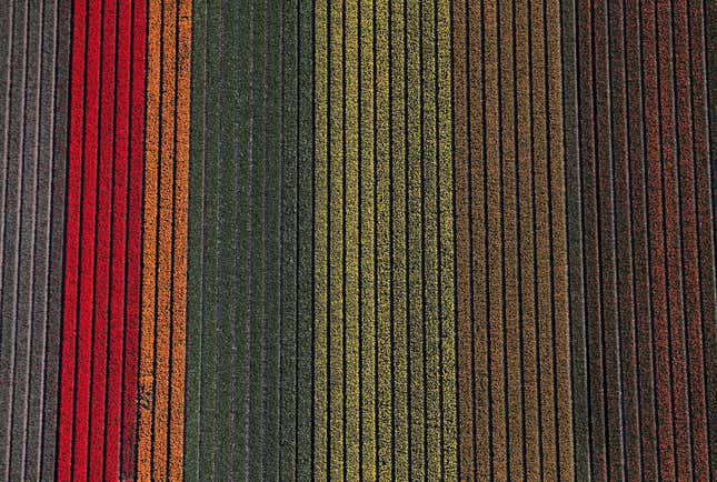 Image for article titled The soothing, hypnotic colors of tulip season, seen from above