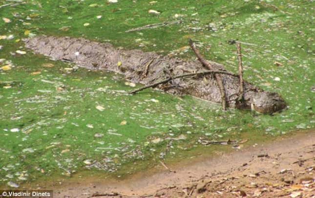 A brown crocodile lurks in green water, balancing several sticks on its head.